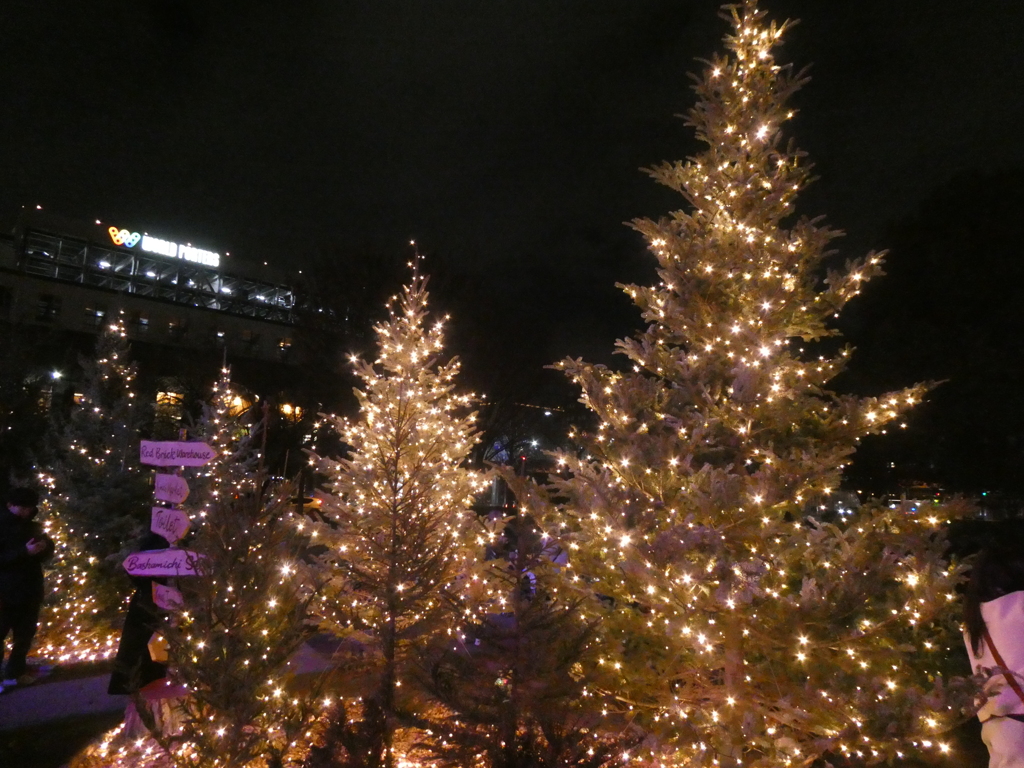 小さなクリスマスツリーたち