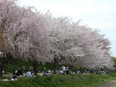 桜の下で宴(２)