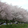 桜の下で宴(２)