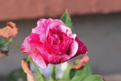 挿し木のバラ、開花！