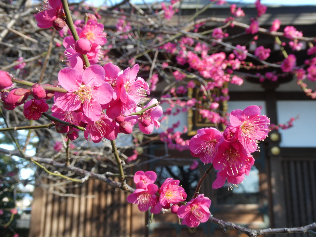 宝幢寺の紅梅(2)