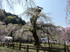 清雲寺の枝垂桜(5)