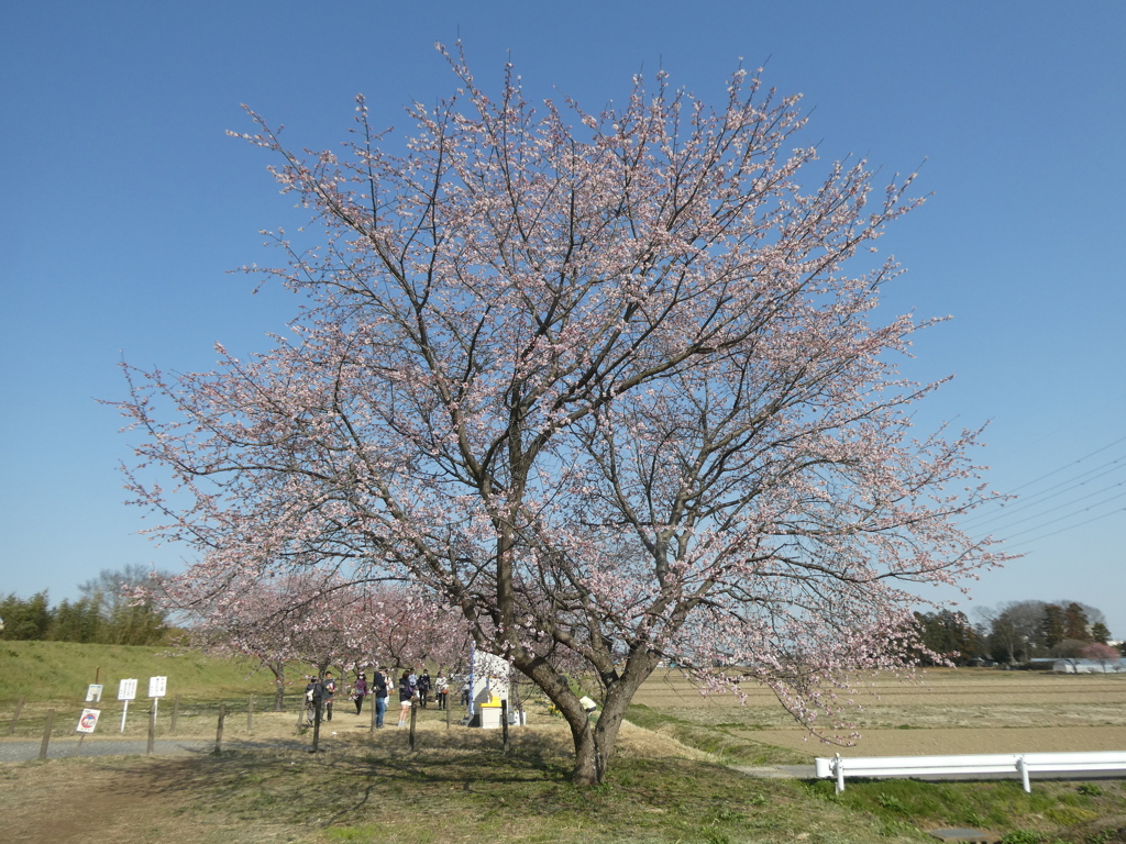 一本だけでも風格あり