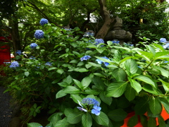 まだまだアジサイ咲いてました