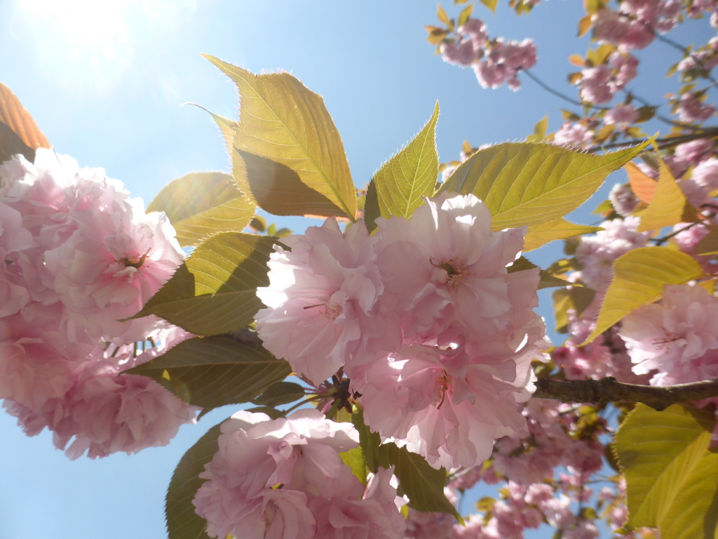 八重桜