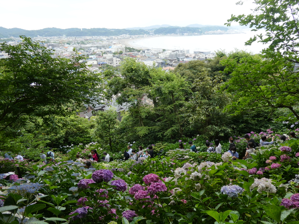 紫陽花と由比ガ浜
