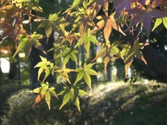 まだまだ青いですが・・・