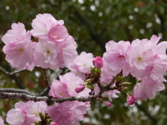 八重桜？