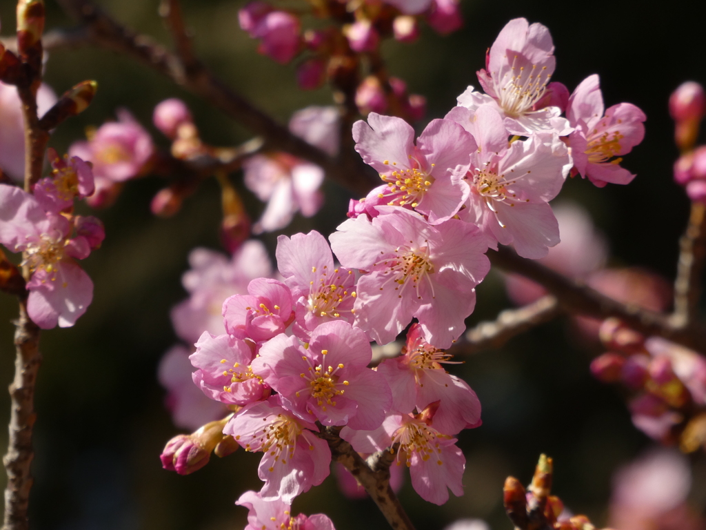 河津桜咲いて・・・