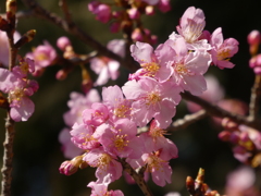 河津桜咲いて・・・