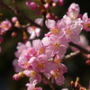 河津桜咲いて・・・