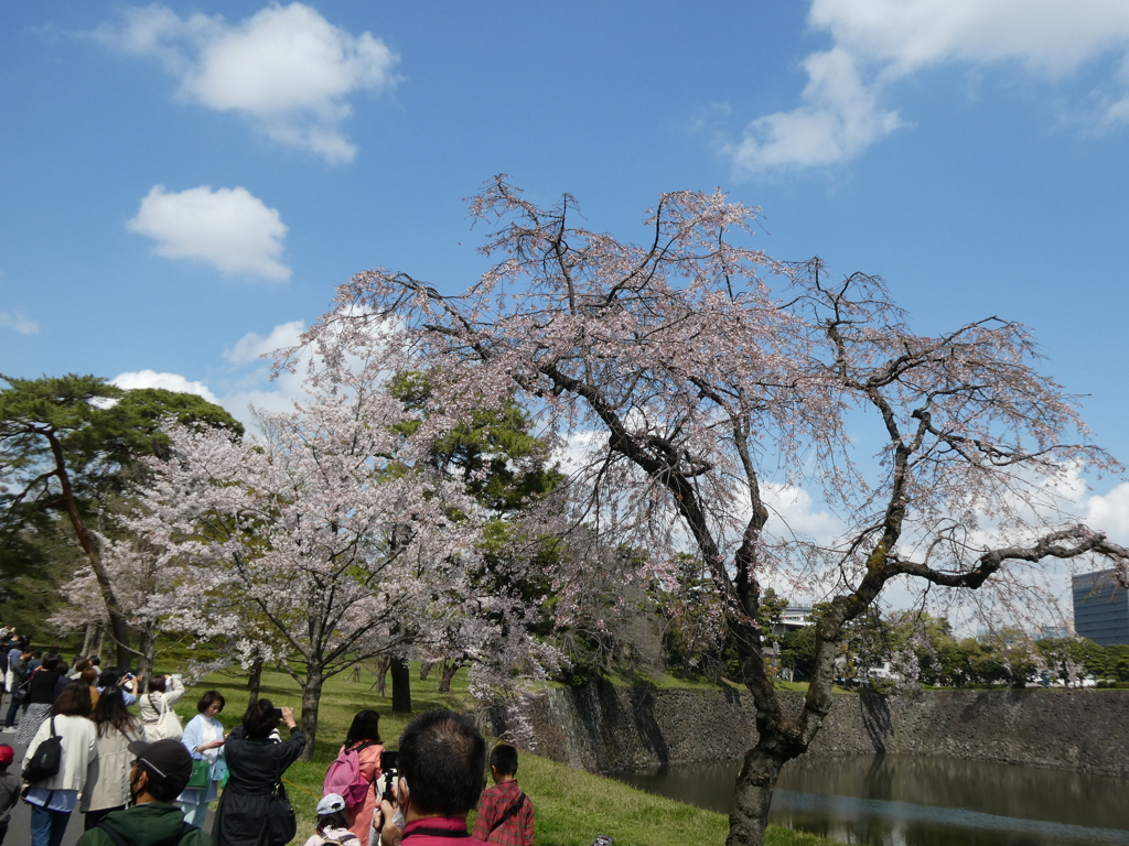 乾通りに咲く様々な桜