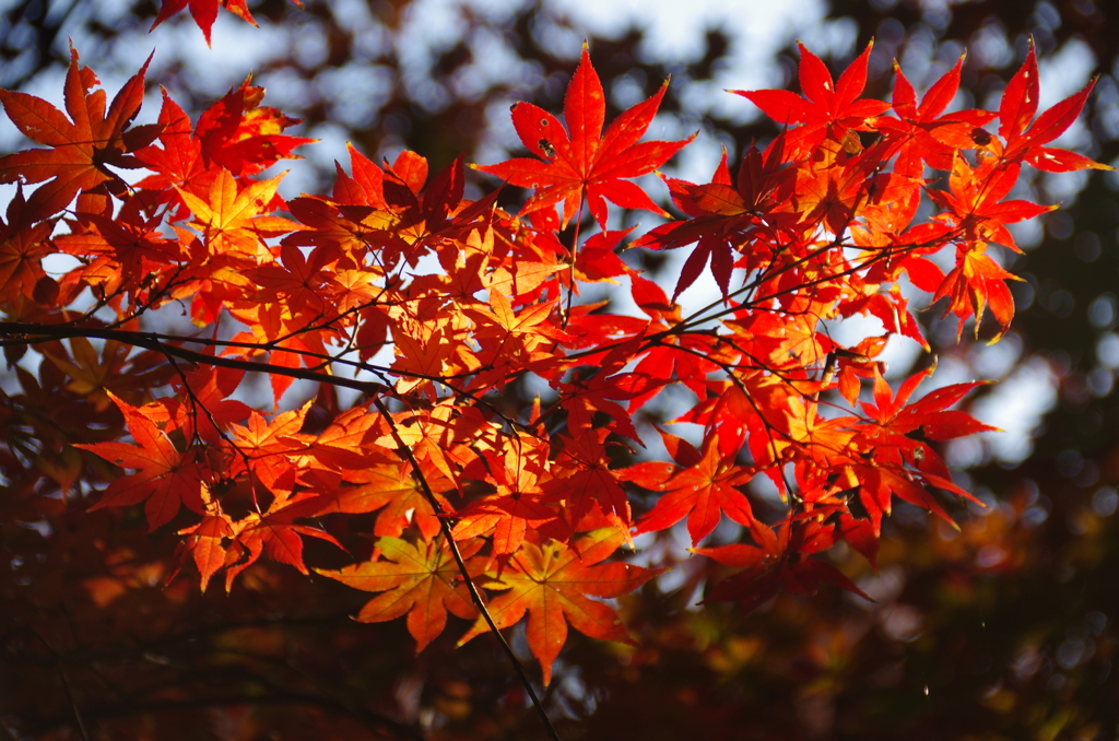 紅蓮の紅葉(2)