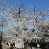 蓮馨寺の染井吉野
