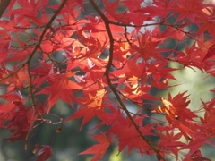 優しく輝く