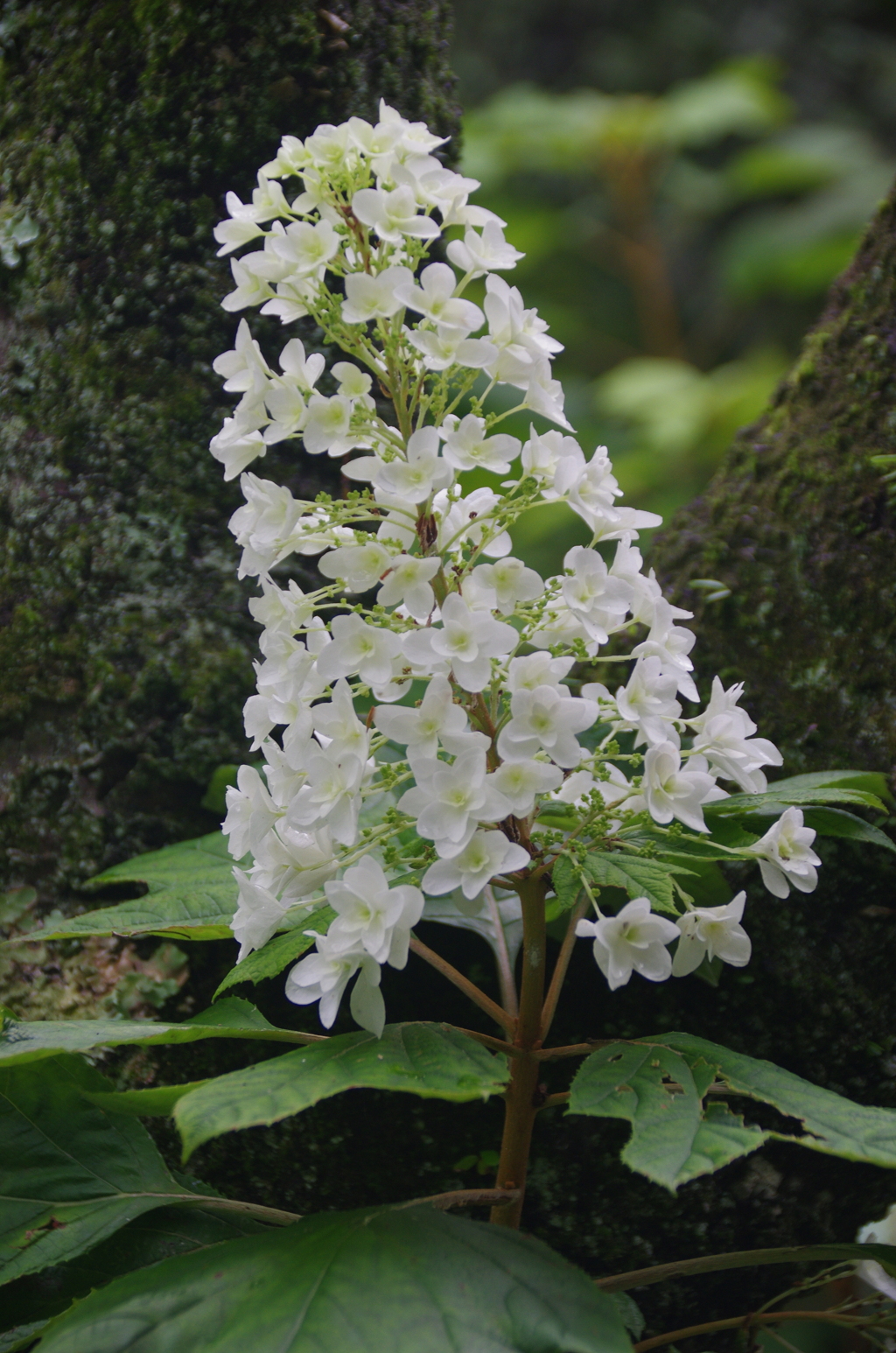 宗吾霊堂の柏葉紫陽花(１)