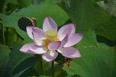 明光蓮(１)