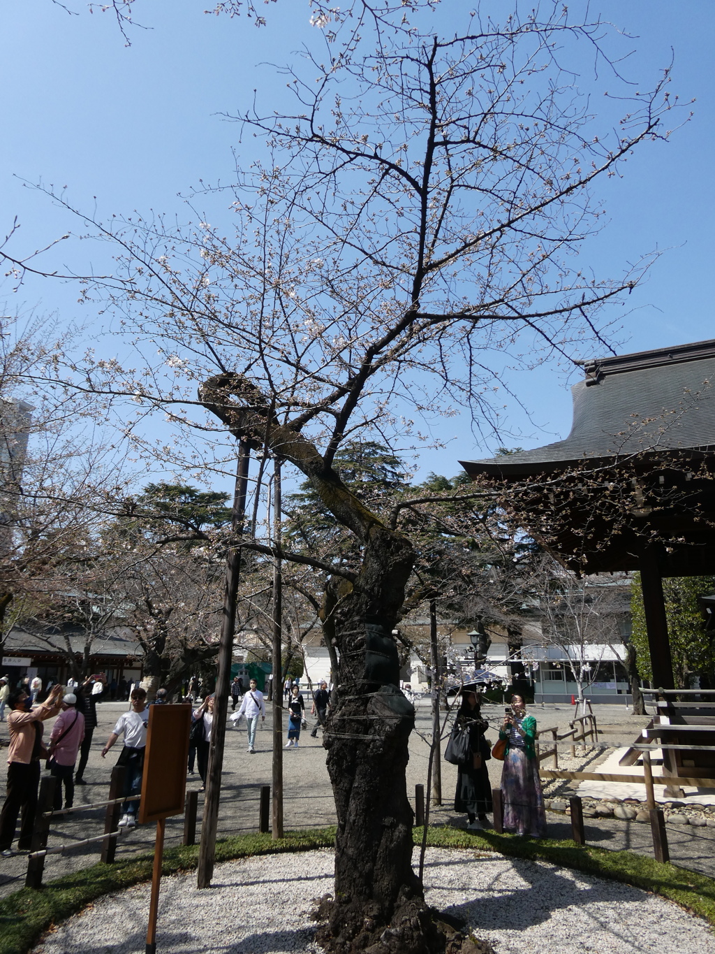 桜標準木(1)