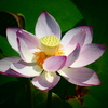 明光蓮(２)