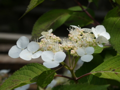 紫陽花であるようなないような・・・