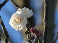白梅開花！