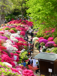 根津神社のつつじ(7)