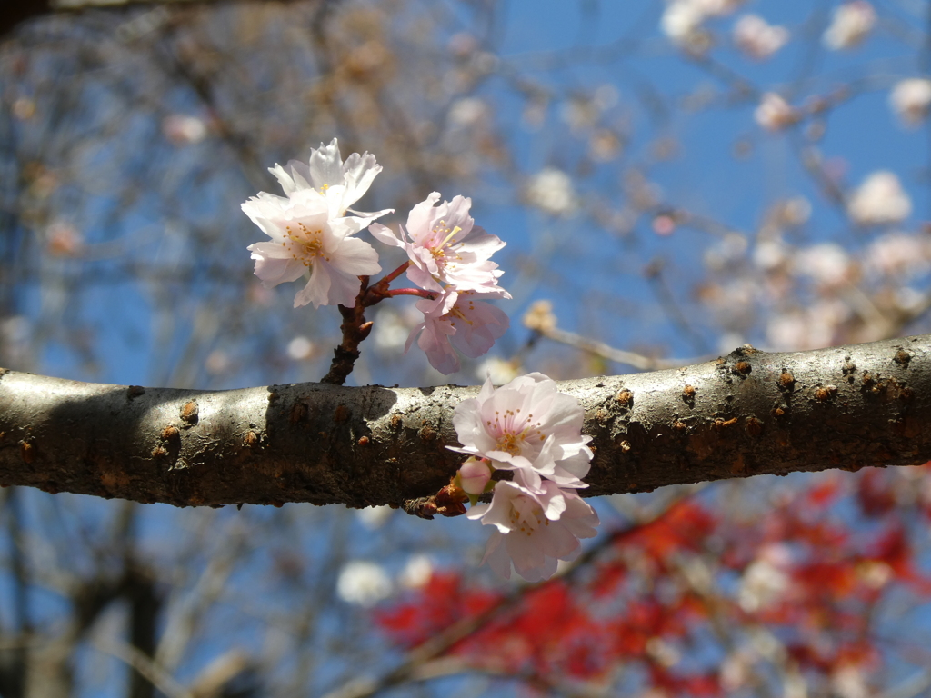 十月桜(２)