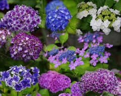 長谷寺の紫陽花組写真(1)