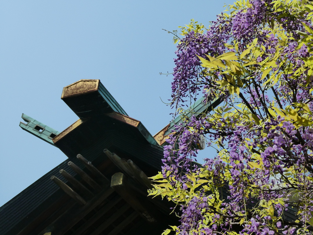 國領神社と藤