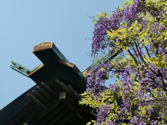 國領神社と藤
