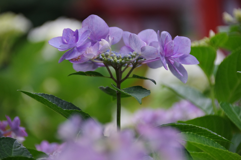 紫陽花の中から紫陽花？