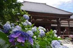能護寺と紫陽花たち