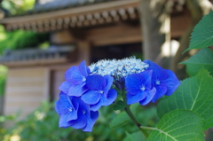 報国寺門前の青紫陽花