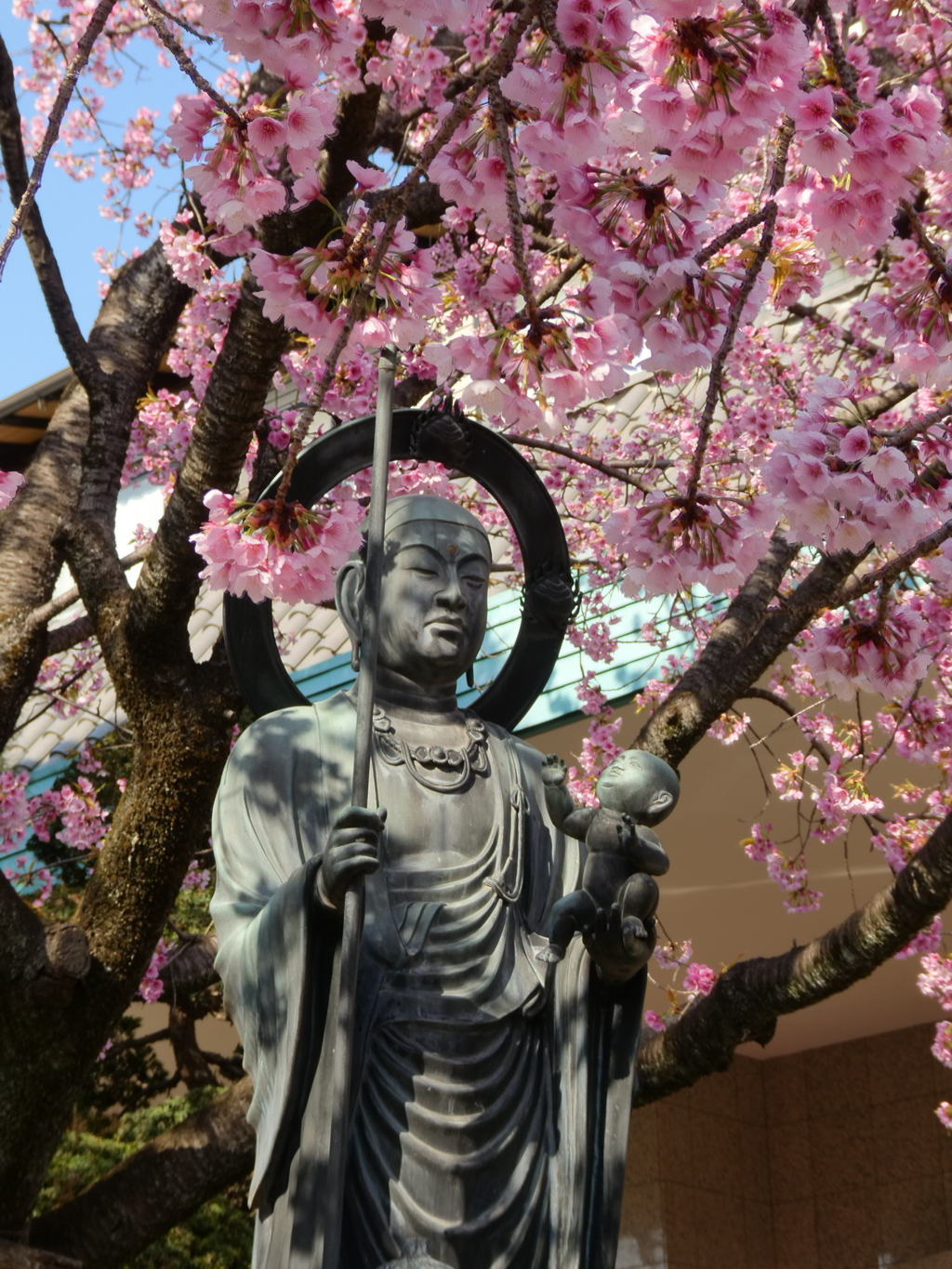 地蔵菩薩と安行寒桜