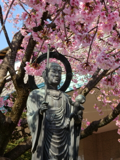 地蔵菩薩と安行寒桜