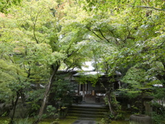 木に囲まれる覚園寺愛染堂