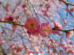 八重寒紅