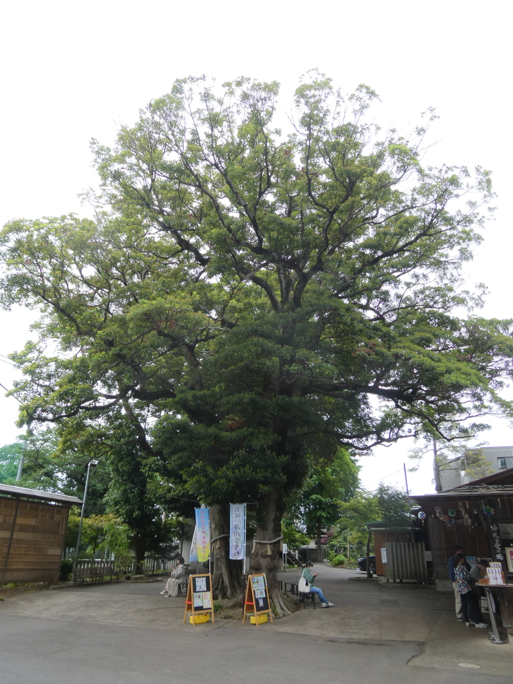 大原神社御神木