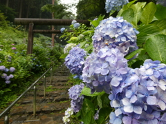 太平山の紫陽花(2)