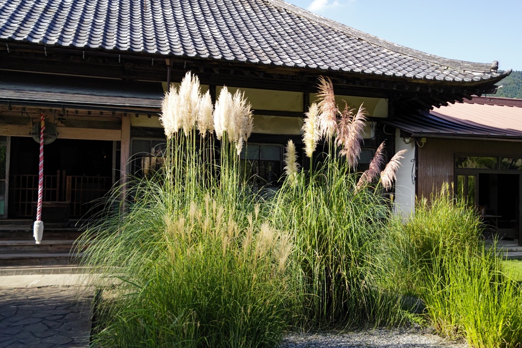 道光寺のススキたち(2)