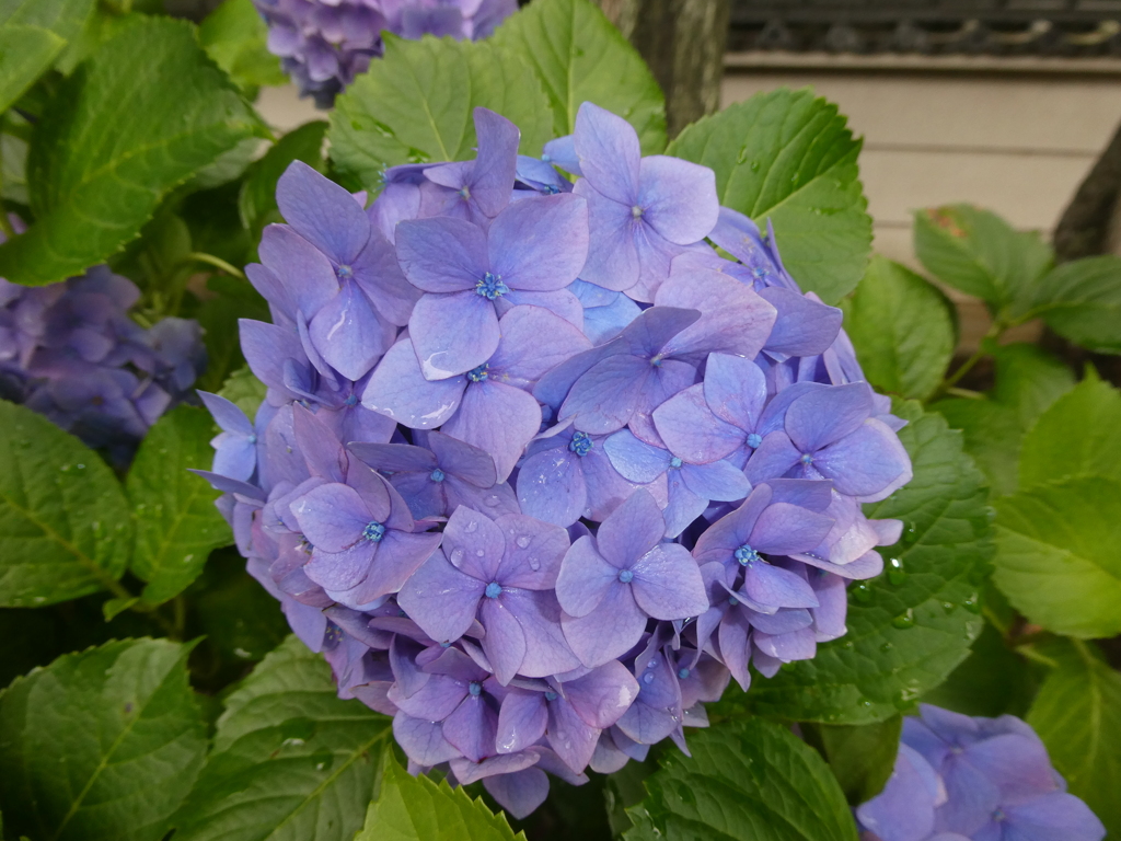 堀之内妙法寺の紫陽花(1)