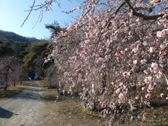 宝登山麓の枝垂れ梅