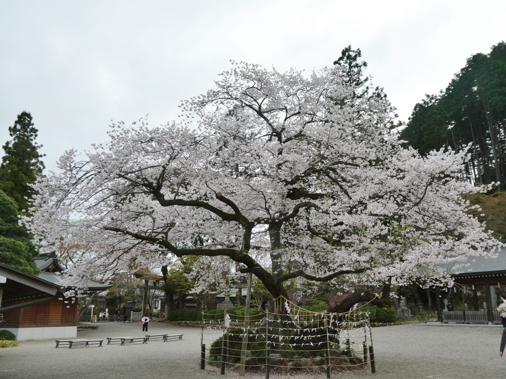 高麗神社の彼岸桜(2)