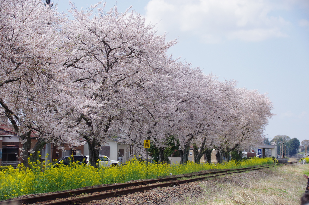 桜と菜の花咲く鉄路