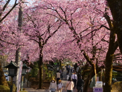 密蔵院参道の安行寒桜並木(4)