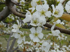 類産梨