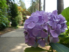 ７月になっても咲いてました