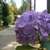 ７月になっても咲いてました