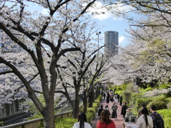桜咲く散歩道
