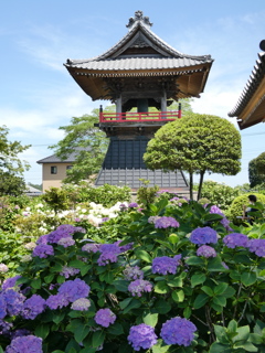 能護寺鐘楼堂と紫陽花(3)
